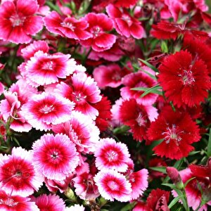 Çi̇n Karanfi̇li̇ Tohumu Yerli Dianthus Chinensis 100 Adet
