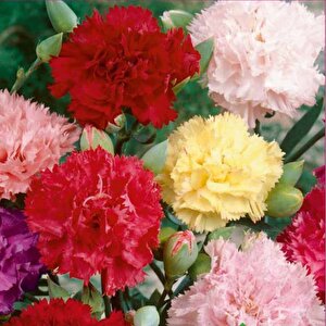 Karanfi̇l  Tohumu Yerli Dianthus Caryophyllus 100 Adet