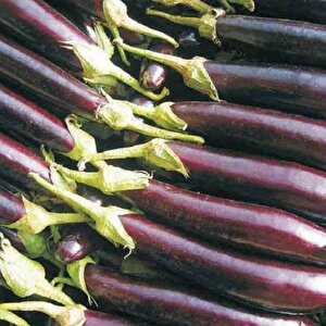 Patlican Tohumu Yerli Halep Karasi 5 Gram