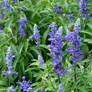 Adaçayi Tohumu Yerli Salvia  Officinalis 50 Adet
