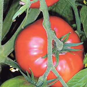 Domates Tohumu Yerli Marmande 500 Adet