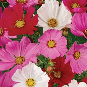 Kosmos Tohumu Yerli Cosmos L. 30 Adet