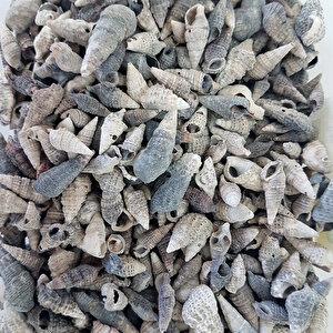 Trivitata Kiloluk Deniz Kabuğu (1 Kg)
