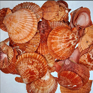 Pecten Novalis Kırmızı Kiloluk Deniz Kabuğu (1 Kg