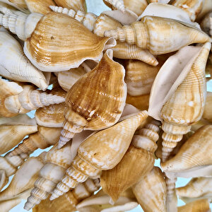 Strombus Vittatus Kiloluk Deniz Kabuğu (1 Kg)