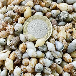Nassa Shell Kiloluk Deniz Kabuğu (1 Kg) Yerli
