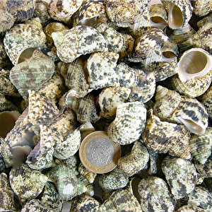 Bruneus Kiloluk Deniz Kabuğu (1 Kg)