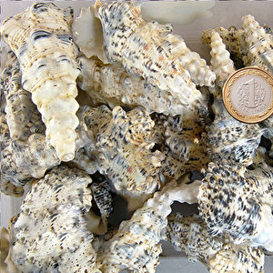 Cerıthıum Nodulosum Kiloluk Deniz Kabuğu (1 Kg)