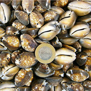 Cyprea Caputserpentıs Kiloluk Deniz Kabuğu - İki Delikli (1 Kg)