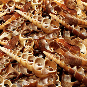 Turitella Kesik (1 Kg)