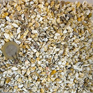 Nassa Shell Kiloluk Deniz Kabuğu (1 Kg)