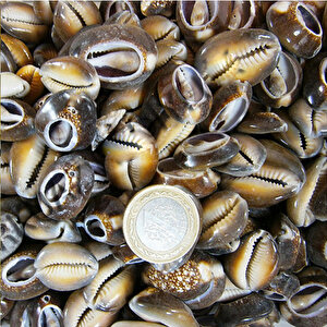 Cyprea Caputserpentis Kiloluk Deniz Kabuğu - Kesik (100 Gr)
