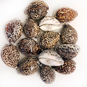 Tiger Cowrie Kiloluk Deniz Kabuğu (1 Kg)