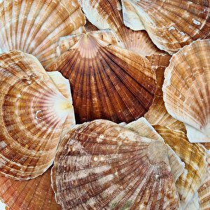 Pecten Maximus Kiloluk Deniz Kabuğu (1 Kg)