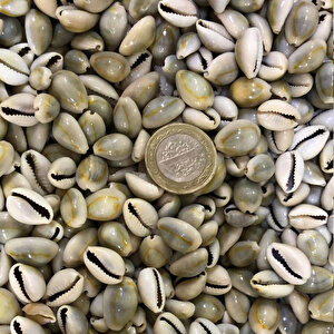 Cyprea Annulus Kiloluk Deniz Kabuğu (1 Kg)