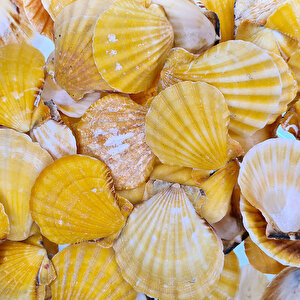 Vixillium Orange Kiloluk Deniz Kabuğu (1 Kg)