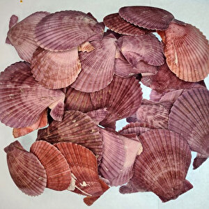 Argopecten Small Kiloluk Deniz Kabuğu (1 Kg)