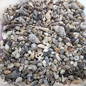 Karışık Minik Kiloluk Deniz Kabuğu (şişe İçi İçin) 250 Gr