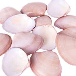 Chocolate Clams Kiloluk Deniz Kabuğu (1 Kg)