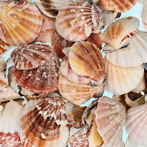Vixillium Naturel Kiloluk Deniz Kabuğu (1 Kg)