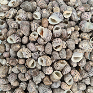 Nerita Communis Kiloluk Deniz Kabuğu (1 Kg)