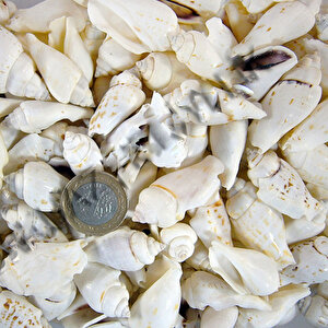 White Seula Kiloluk Deniz Kabuğu (1 Kg)