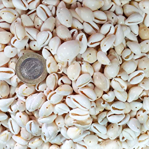 Cyprea Annulus Delikli Kavrulmuş Deniz Kabuğu 100 Gr