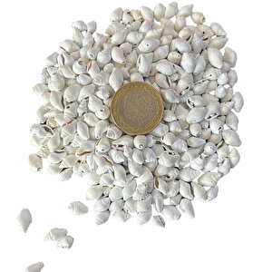 Nassa Shell Yerli Boyanmiş Kiloluk Deniz Kabuğu (1 Kg