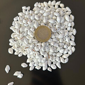 Nassa Shell Yerli Boyanmiş Kiloluk Deniz Kabuğu (1 Kg