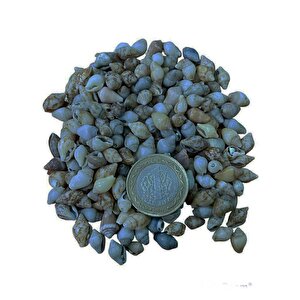 Nassa Shell Kiloluk Deniz Kabuğu 250 Gr Yerli
