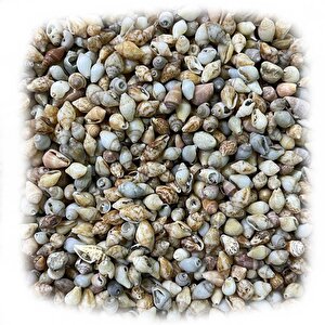 Nassa Shell Kiloluk Deniz Kabuğu 250 Gr Yerli