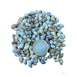 Nassa Shell Kiloluk Deniz Kabuğu 250 Gr Yerli