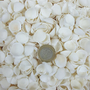 Clam Rose Cochles -orta Deniz Kabuğu (100 Gr)