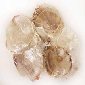 Placuna Kiloluk Deniz Kabuğu (1 Kg)