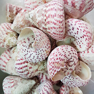 Troca Strawberry Kiloluk Deniz Kabuğu (1 Kg)