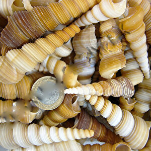 Turitella Kiloluk Deniz Kabuğu (1 Kg)