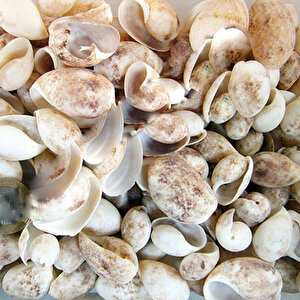 Bulla Ampula Kiloluk Deniz Kabuğu (1 Kg)