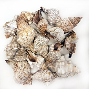 Trapezium Kiloluk Deniz Kabuğu (1 Kg)