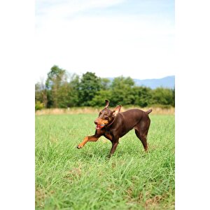 Chuckit! Ultra Ball 2'li Köpek Oyun Topu Küçük Boy