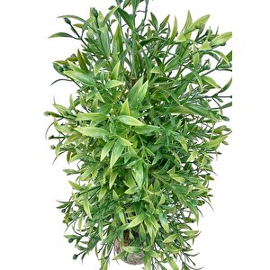 Yapay Çiçek Kütük Saksıda Çam Ağacı 50cm