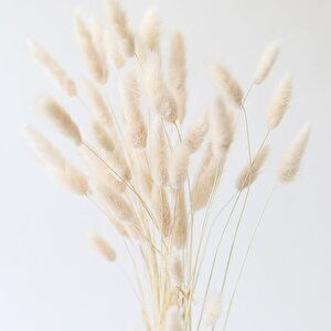 Kuru Çiçek Doğal Krem Pamuk Otu 10gram 1. Kalite Şoklanmış Bozulmaz