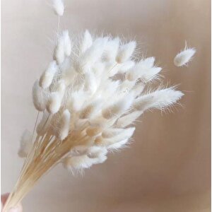 Kuru Çiçek Doğal Krem Pamuk Otu 10gram 1. Kalite Şoklanmış Bozulmaz