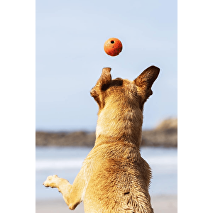 Chuckit! Fetch Ball 2'li Köpek Oyun Topu Küçük Boy