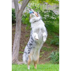 Chuckit! Sniff Fetch Jambon Kokulu Köpek Oyun Topu Orta Boy