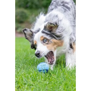 Chuckit! Sniff Fetch Jambon Kokulu Köpek Oyun Topu Orta Boy
