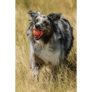 Chuckit! Ultra Ball Köpek Oyun Topu Orta Boy