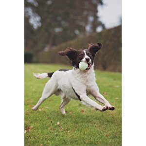Chuckit! Max Glow Gece Parlayan Köpek Oyun Topu Küçük Boy
