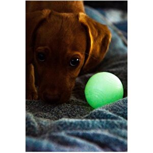Chuckit! Max Glow Gece Parlayan Köpek Oyun Topu Küçük Boy