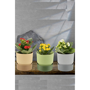 3 Adet Ixora 0,75 Litre Çift Renk Dekoratif Tabaklı Saksı 11 Cm