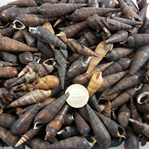 Black Terebra Kiloluk Deniz Kabuğu (1 Kg)